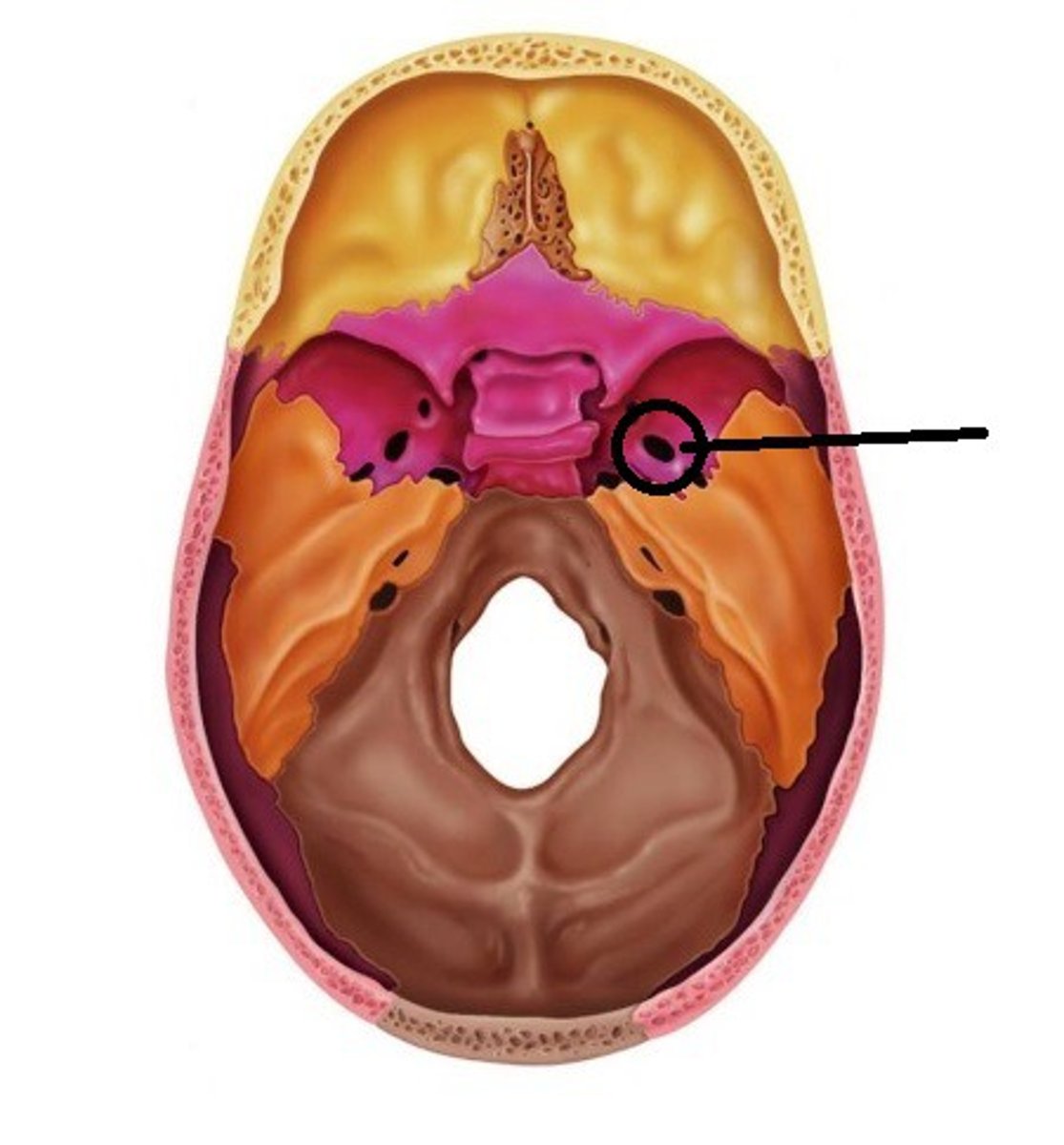 knowt flashcard image