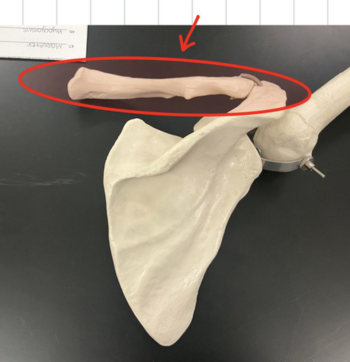 Appendicular Skeleton, Upper Limbs Flashcards Knowt
