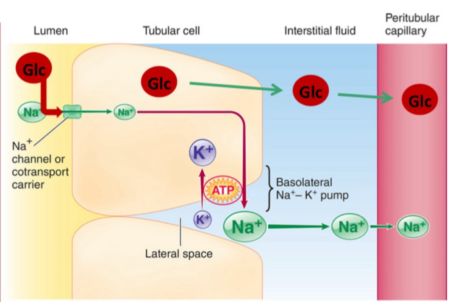 <ul><li><p>specialised transport proteins (support carrier) move both Na+ and glucose/nutrients in the same direction. </p></li><li><p>Glucose/nutrients then passively diffuse into the peritubular capillaries </p></li></ul><p></p>