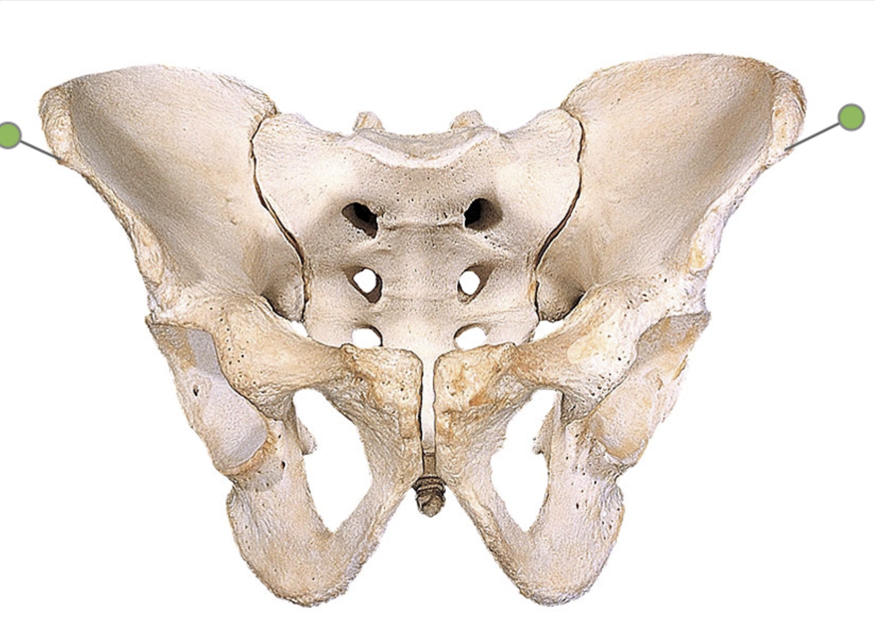 <p>Which bone landmark of the pelvic girdle is a bony prominence on the front?</p>