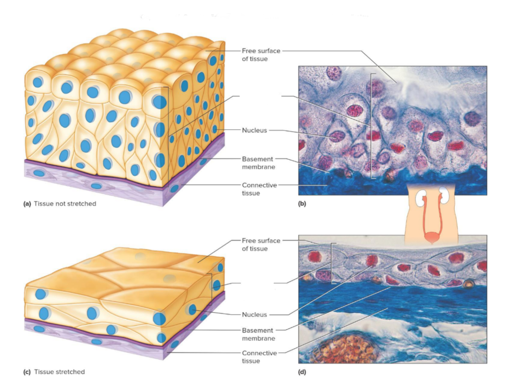 <p>Which tissue is this </p>