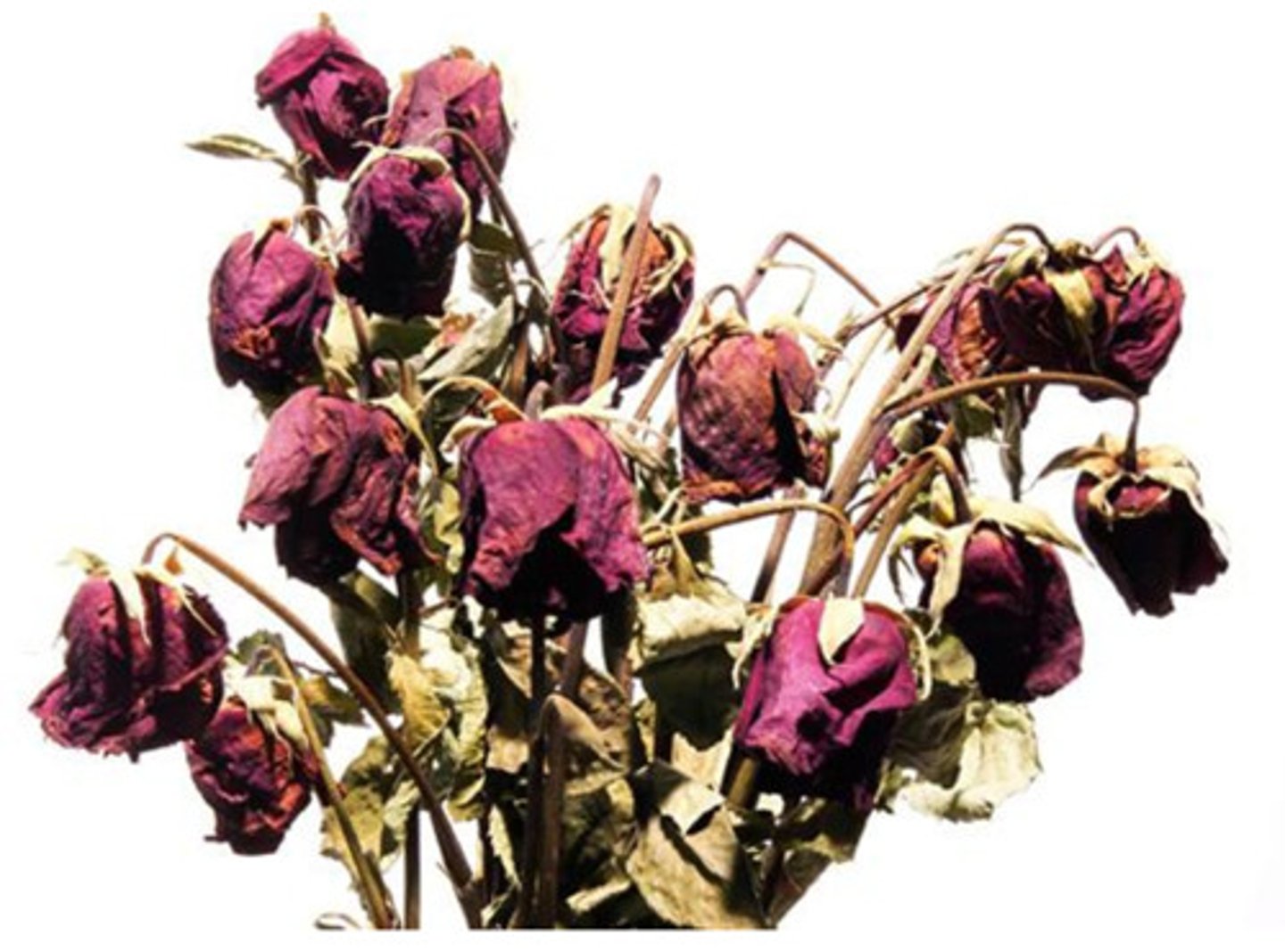 <p>(n) The wasting away of a body organ or tissue; any progressive decline or failure; (v) to waste away</p><p>ant- growth, development, mature, develop</p>