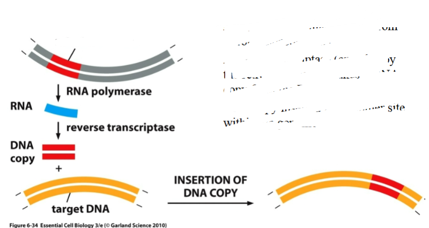 <p>What is this a diagram of</p>