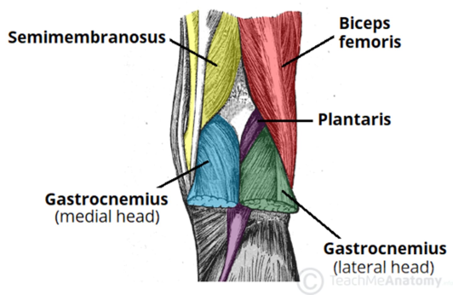<p>A: Semimembranosus and semitendinosus</p>