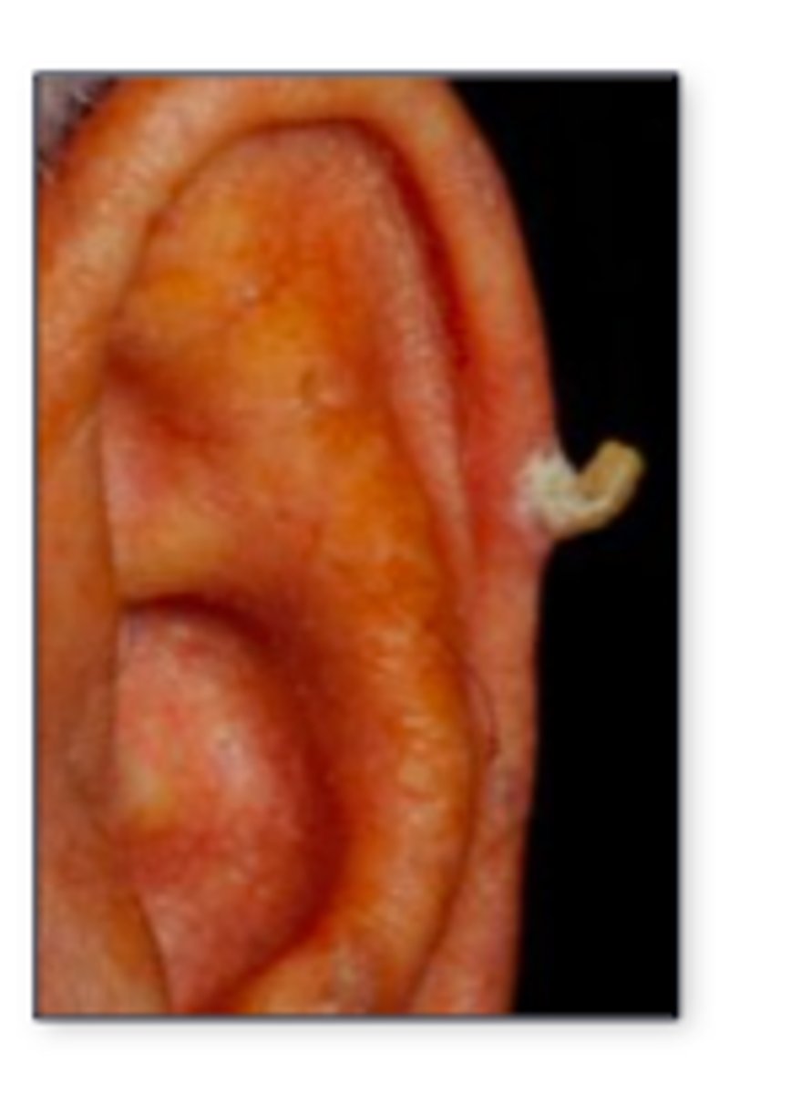 <p>horn</p>