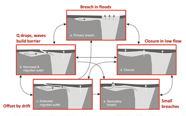 Wave vs fluvial processes

Close during low flow as the energy from the waves are "winning" until flow picks up and net energy dominates over waves= open mouth

Then when flood occurs the barrier is breaches by a main channel

 

Undergo a cycle of infill and erosion related to floods

When closed the water can seep through the barrier as there is coarse sediment

   