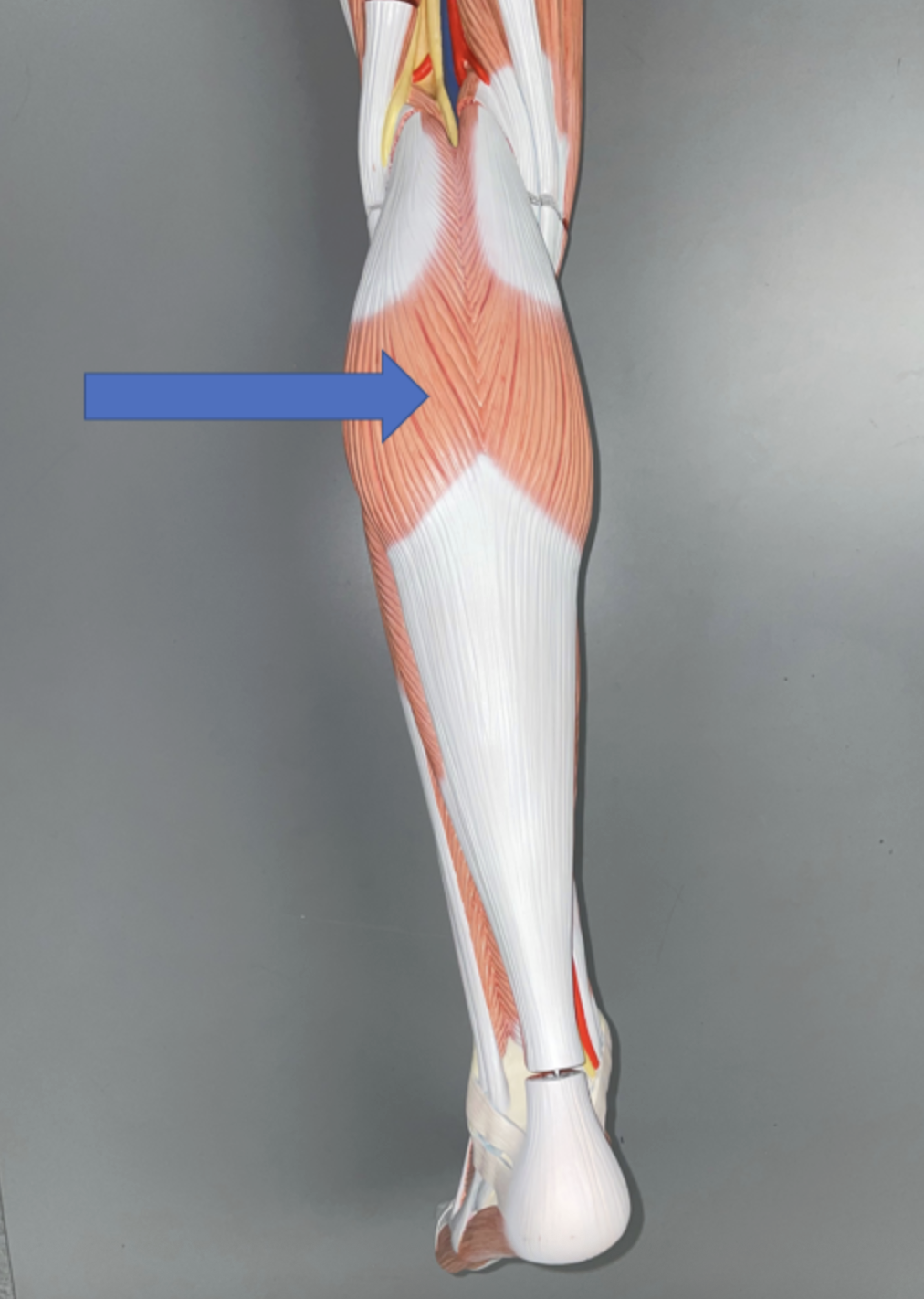 <p>muscle name &amp; action</p>