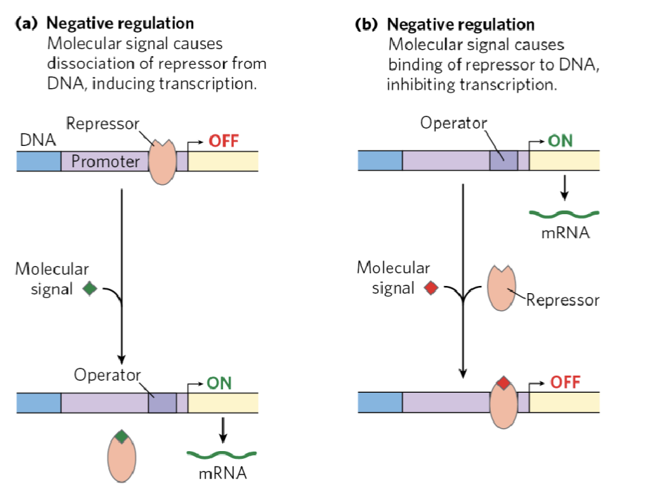 <p>negative</p>