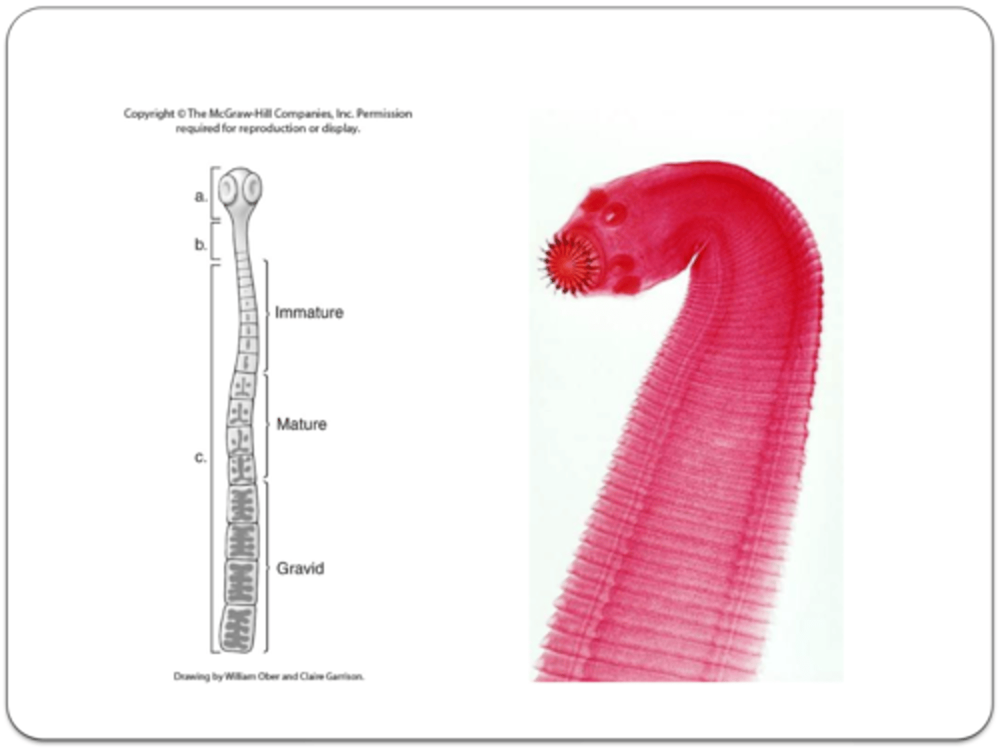 <p>(a) head that contains holdfast organs for attachment to the host<br><br>(b) stem cells for new proglottid production<br><br>(c) maturing proglottids</p>