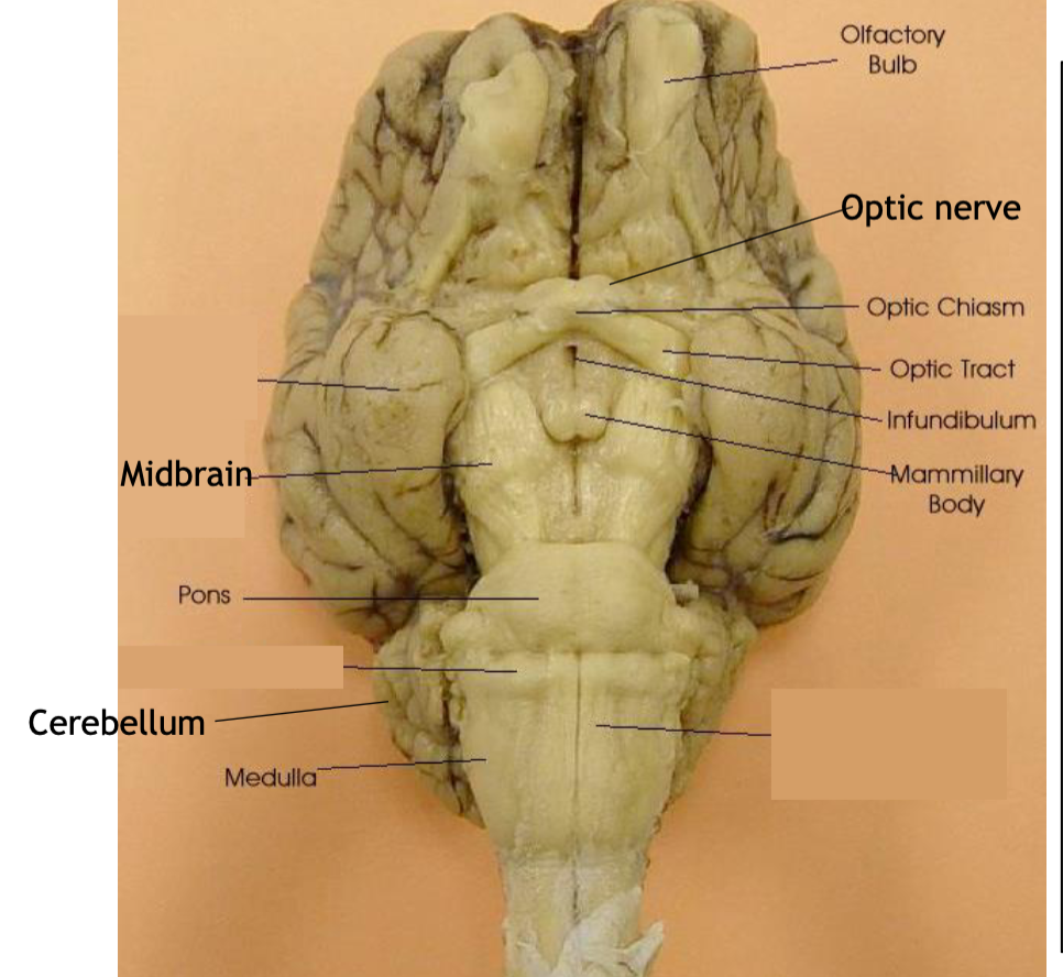 <p><span>everal important</span><br><span>parts of the visual system are visible in the central view of the brain: optic nerve meet in the optic chiasm. After</span><br><span>the optic chiasm, visual information proceeds along the optic tract towards the visual cortex</span></p>