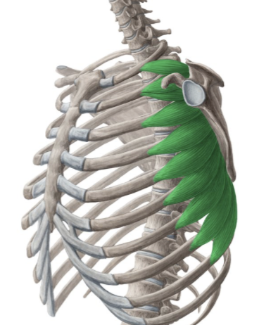 <ul><li><p>Proximal:</p><ul><li><p>External surfaces of lateral parts of ribs 1–8 or 1–9</p></li></ul></li><li><p>Distal:</p><ul><li><p>Anterior surface of the medial border of scapula</p></li></ul></li><li><p>Action:</p><ul><li><p>Protracts scapula (pulls it forward around the rib cage)</p></li><li><p>Holds scapula firmly against thoracic wall</p></li><li><p>Assists in upward rotation of scapula</p></li></ul></li><li><p>Innervation:</p><ul><li><p>Long thoracic nerve (C5–C7)</p></li></ul></li></ul><p></p>