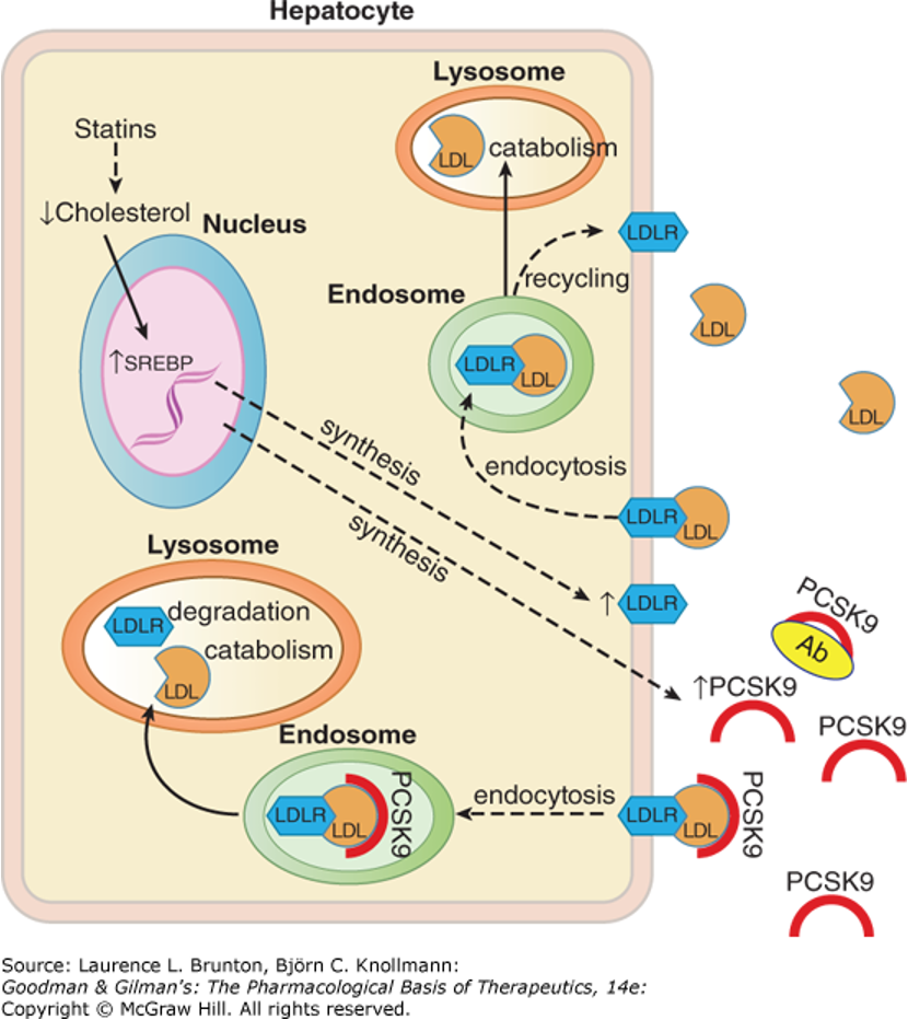 <p><span>•<strong>PCSK9</strong>: Proprotein convertase subtilisin kexin type 9</span></p><p><span>•Normally, LDL binds to LDLR, and the complex is endocytosed; LDLR recycles back to the plasma membrane while cells metabolize LDL</span></p><p><span>•PCSK9 binds to LDLR, the complex is endocytosed, and LDLR is degraded in lysosome</span></p><p><span>•</span></p><p><span>•<strong>PCSK9 inhibitors</strong>:</span></p><p><span>•Antibody: <strong>Aliro<u>cumab</u>, evolo<u>cumab</u></strong></span></p><p><span>•siRNA: Inclisiran</span></p><img src="https://knowt-user-attachments.s3.amazonaws.com/723f23f4-2a81-4c7c-ae3e-3a10fa54ddd0.png" data-width="100%" data-align="center"><p></p>