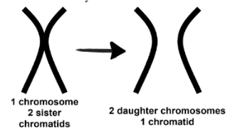 <ul><li><p>Continued contraction of spindle fibres causes genetically identical sister chromatids to separate </p></li><li><p>Once chromatids separate, they are each considered an individual chromosome in their own right </p></li><li><p>Genetically identical chromosomes move to opposite poles.</p></li></ul>