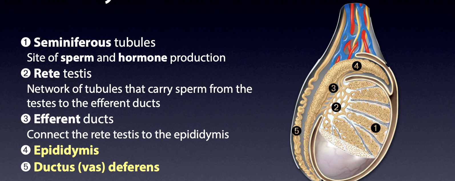 <p>Duct system =</p><ul><li><p><span>&nbsp;</span>Testes produce physically mature sperm that are incapable of fertilising an oocyte</p></li><li><p><span>Tract (ducts) are responsible for functional maturation, nourishment, storage and </span>transport of sperm</p></li></ul><p></p>