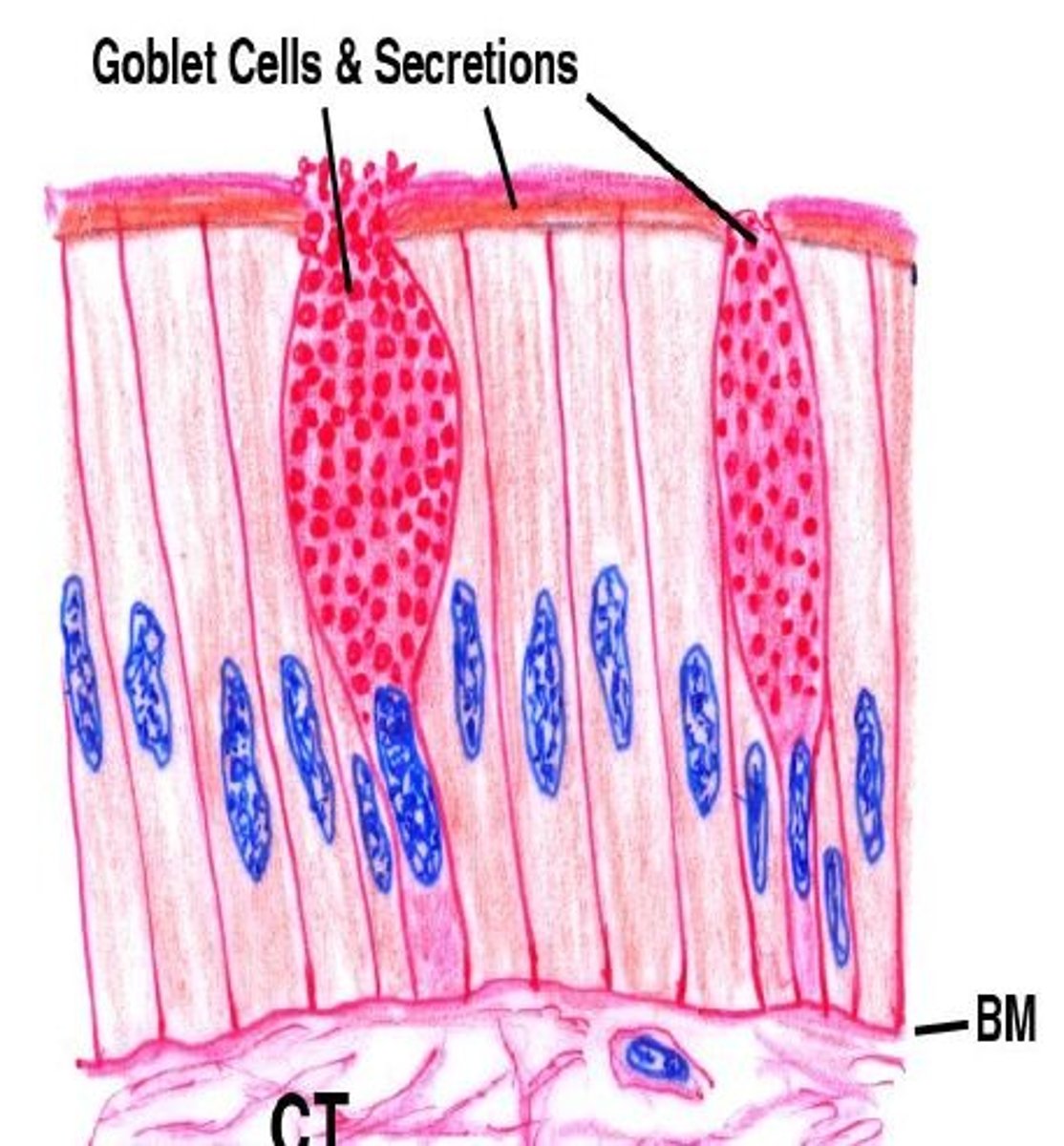 <p>-<strong>single-celled</strong> glands lining the <strong>GI mucosa</strong> (most in large intestine/colon)<br>-secretes <strong>MUCUS</strong> onto the the mucosa to lubricate and protect the surface from abrasion and chemical digestion</p>