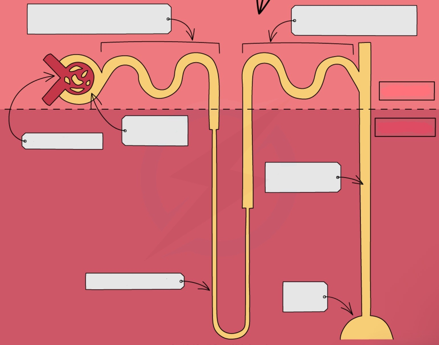 <p>Label this diagram of the location & structure of a nephron</p>