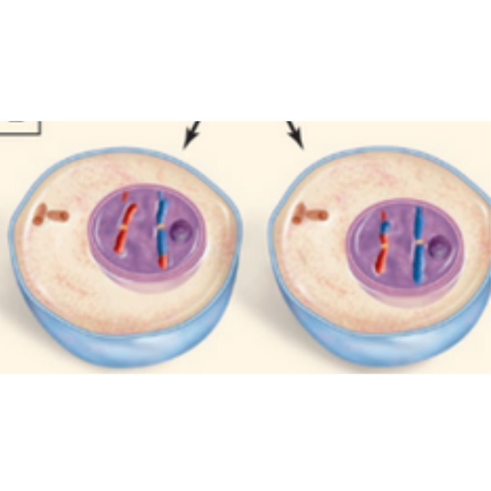 <p>Is this from mitosis or meiosis?</p>