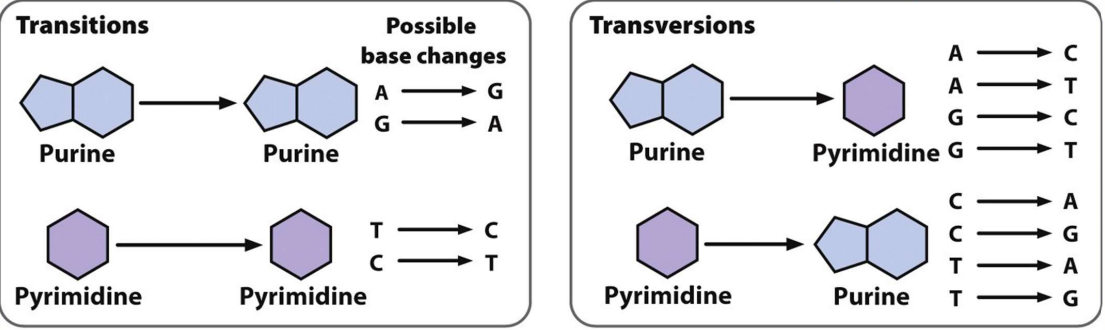Purines A+G= "Pure As Gold"
Pyrimidines C+T= "CuT the Pyramid"
- Purine w/ pyrimidine---> keeps sides of ladder equidistant 
Number of possible transversions is double the amount of transitions but transitions is more common 
- DNA repair mechanisms detect wrong DNA structure 