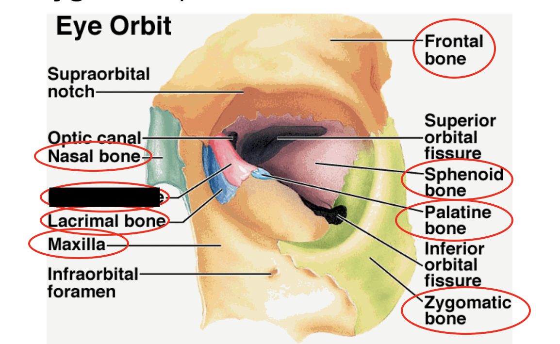 these are the bones that form the eye orbit, what bone is this?