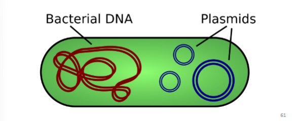 <p>Conjugation is the<strong> transfer of genetic material </strong>in the <mark data-color="#b8f7a9" style="background-color: #b8f7a9; color: inherit">form of a plasmid </mark>from one bacterium to another through <strong>sex pilus </strong></p><p>The sex pilus is a physical<strong> connection between the two bacteria</strong> <br><mark data-color="#d7ffb4" style="background-color: #d7ffb4; color: inherit">“ Cell - to - cell”</mark></p><p>Donor Bacteria cell will transfer plasma recipient bacteria cell via sex pilus conjugation bridge. </p><p><span>a <strong>plasmid </strong>is <strong><mark data-color="rgb(211, 227, 253)" style="background-color: rgb(211, 227, 253); color: inherit">a small,</mark></strong></span><span style="color: #030202"><strong><mark data-color="rgb(211, 227, 253)" style="background-color: rgb(211, 227, 253); color: inherit"> circular DNA molecule that can be transferred from one bacterium to another</mark></strong> self-replicating, gene-containing piece of DNA</span><span style="color: #030202"><br></span><span style="color: #030202">(about 1-5% of the size of a chromosome) that exists outside</span><span style="color: #030202"><br></span><span style="color: #030202">of the chromosome.</span></p>