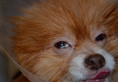 <p>What is this condition called? It is a possible side effects of sulfonamide use in dogs</p>