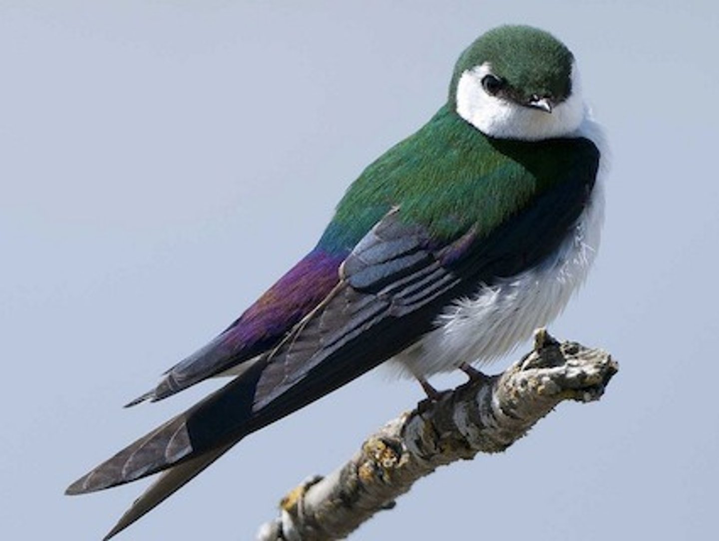 <p>Violet-green Swallow</p>