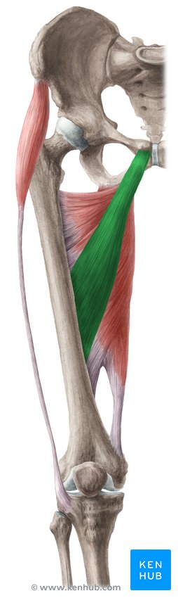 <p>Runs from the pubis to the femur; adducts and medially rotates the thigh; palpate during hip adduction.</p>
