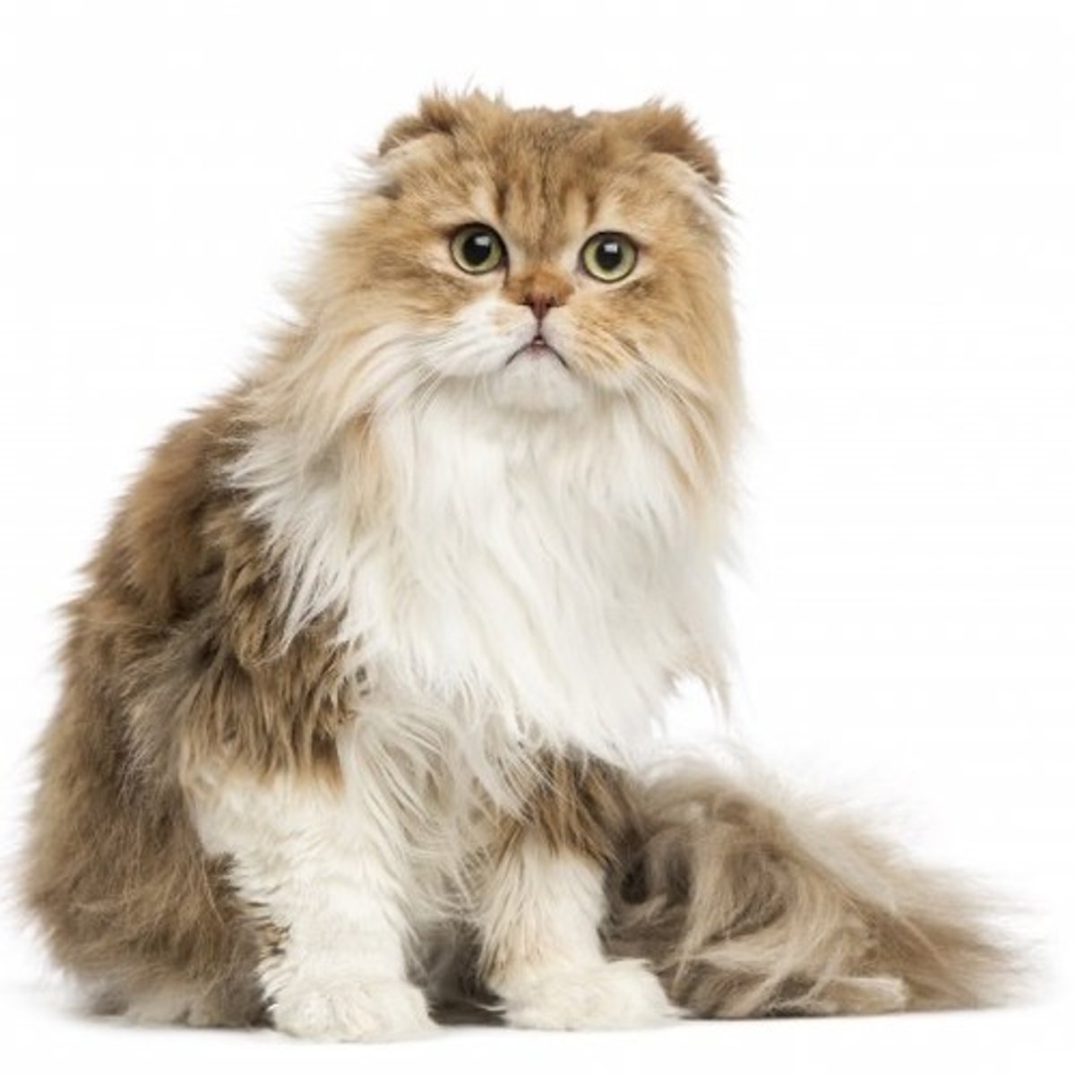 <p>Mutatierassen</p><p>langharige Scottish fold</p>
