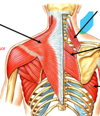 <p>Elevates the scapula (at scapular-thoracic joint). Attached at C1/C2 transverse process, C3/C4 posterior turbucle → medial border of scapula (superior to the spine). Ventral rami of C3/C4 Spinal nerve (Hypaxial)</p>