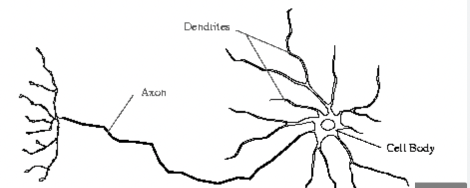 <p>Axons</p>