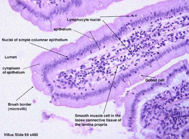 <ul><li><p><span>Increase surface area (SA)</span></p></li><li><p><span>Contain goblet cells: secrete mucus</span></p></li><li><p><span>On top of each villus is <strong>microvilli:</strong> one of the brush borders</span></p></li><li><p><span>Increase surface area to absorb nutrients</span></p></li><li><p><span>Have a blood supply to receive nutrients into the bloodstream</span></p></li></ul><p></p>