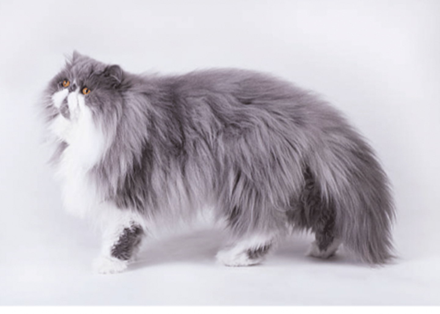 <p>long fluffy hair</p>