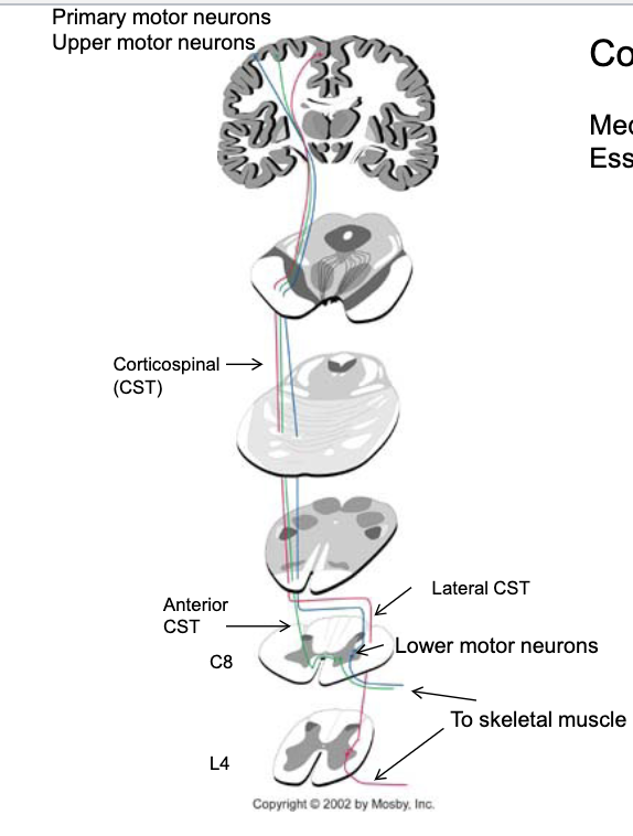 <p>midline at the level of the lower motor neurons they will contact</p><p>anterior coticospinal pathway</p>
