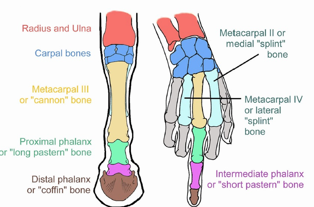 <p>Compared to humans</p>