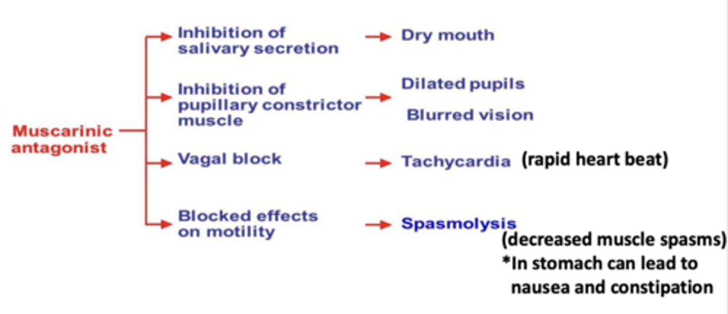 <p>- inhibition of salivary secretion --&gt; dry mouth</p><p>- inhibition of pupillary constrictor muscle --&gt; dilated pupils, blurred vision</p><p>- vagal block --&gt; tachycardia (rapid heart beat)</p><p>- blocked effects on motility --&gt; spasmolysis (decreased muscle spasms)* in stomach can lead to nausea and constipation</p><p>*Can have toxic effects in CNS</p>