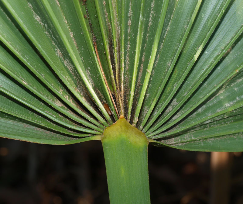 <p>Sabal Minor</p>