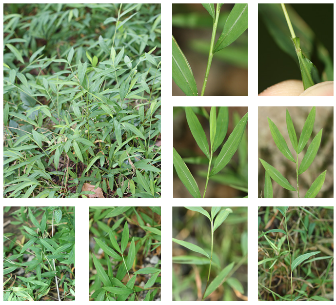 <p>Japanese stiltgrass</p>