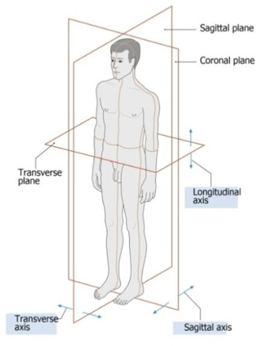 <p>Separates the body into left and right sides.</p>
