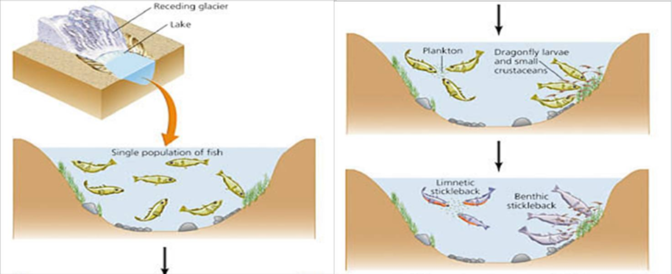 <p>behavioral barrier, hybridization, or polyploidy</p>