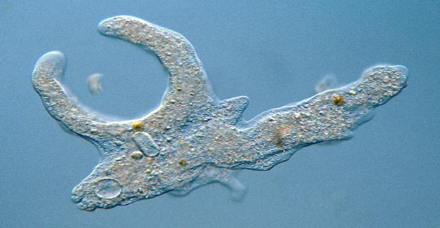 <ul><li><p><span style="font-family: "Wingdings 2";"><span></span></span><span><span>Flagella</span></span></p></li><li><p><span style="font-family: "Wingdings 2";"><span></span></span><span><span>Cilia</span></span></p></li><li><p><span style="font-family: "Wingdings 2";"><span></span></span><span><span>Pseudopodia</span></span></p></li></ul><p></p>