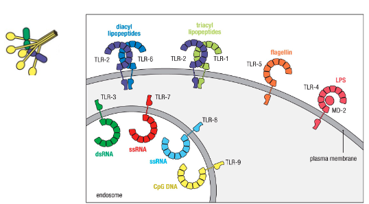 <p>Located at different sites depending on the PAMP they recognize:</p><p>– Cell surface</p><p>– Intracellular</p><p>– Secreted</p>