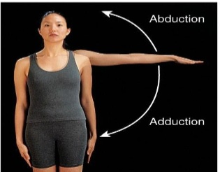 <p>Movement of a bone away from the midline. Angular.</p>