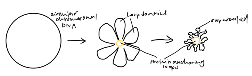 <p>One origin of replication</p><p>Bacterial DNA bind to DNA-binding proteins (non-histone) to form loop domains, which are supercoiled to further compact</p><p>Contain operons</p>