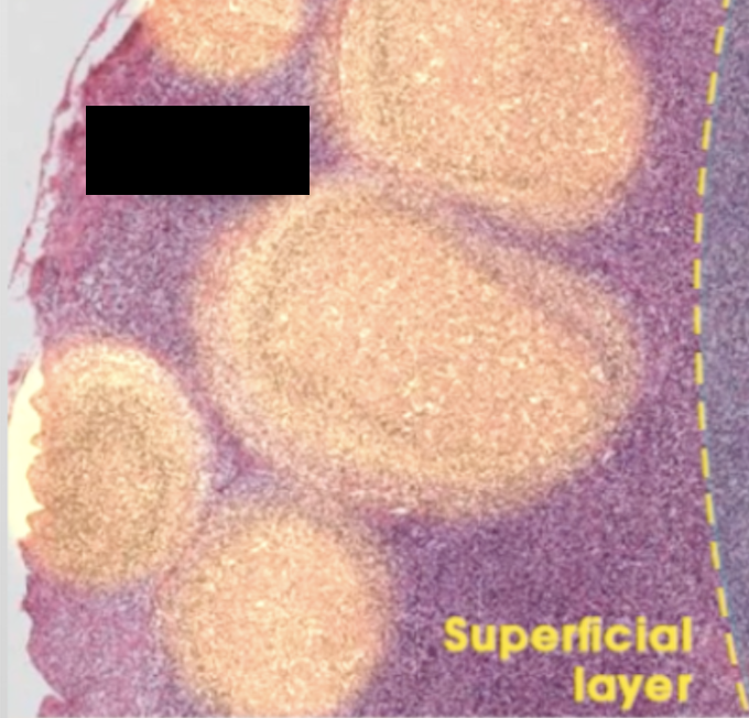 <p>contain B-cells and macrophages</p>