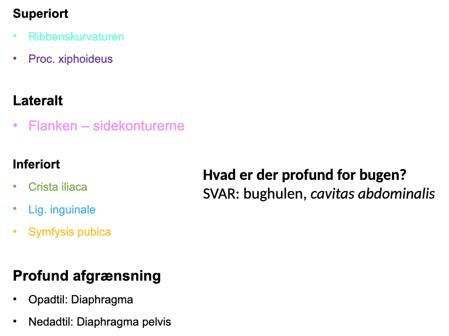 <p>Ribbenskurvaturen (lyseblå)</p><p>Processus xiphoideus (lilla)</p><p>Flanken (pink)</p><p>Crista iliaca (grøn)</p><p>Inguinal ligament (blå)</p><p>Symfysis Pubica (gul)</p>