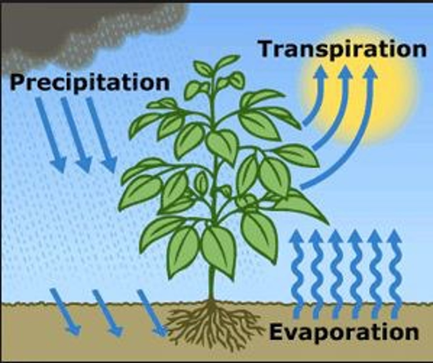 <p>The release of water from leaves into the atmosphere during photosynthesis</p>