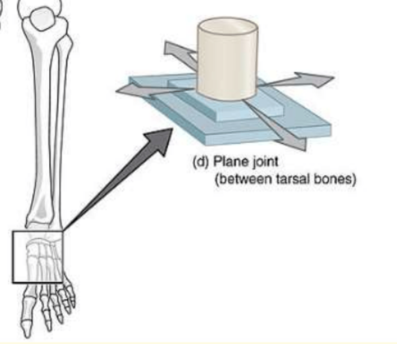 <p>Plane joint e.g., between tarsal bones</p>