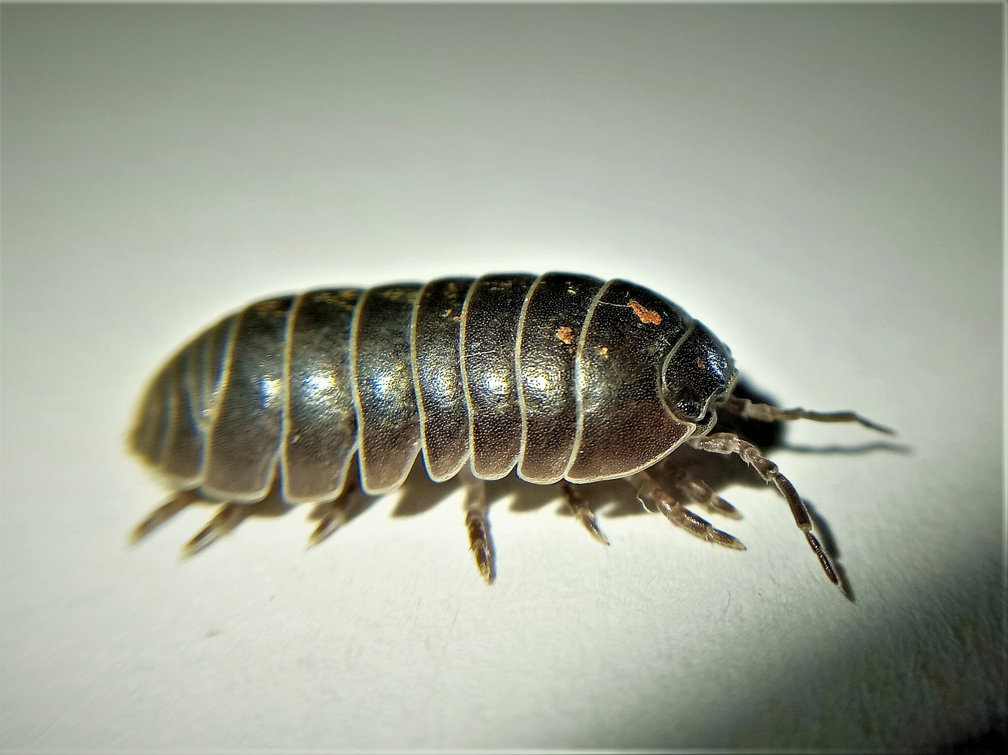 <p>Subphylum</p><p>class</p><p>Order</p><p>Genus</p>