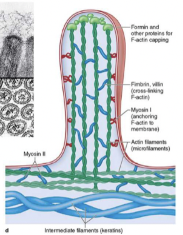<p>cilia, microvilli, and stereocilia (long microvilli)</p>