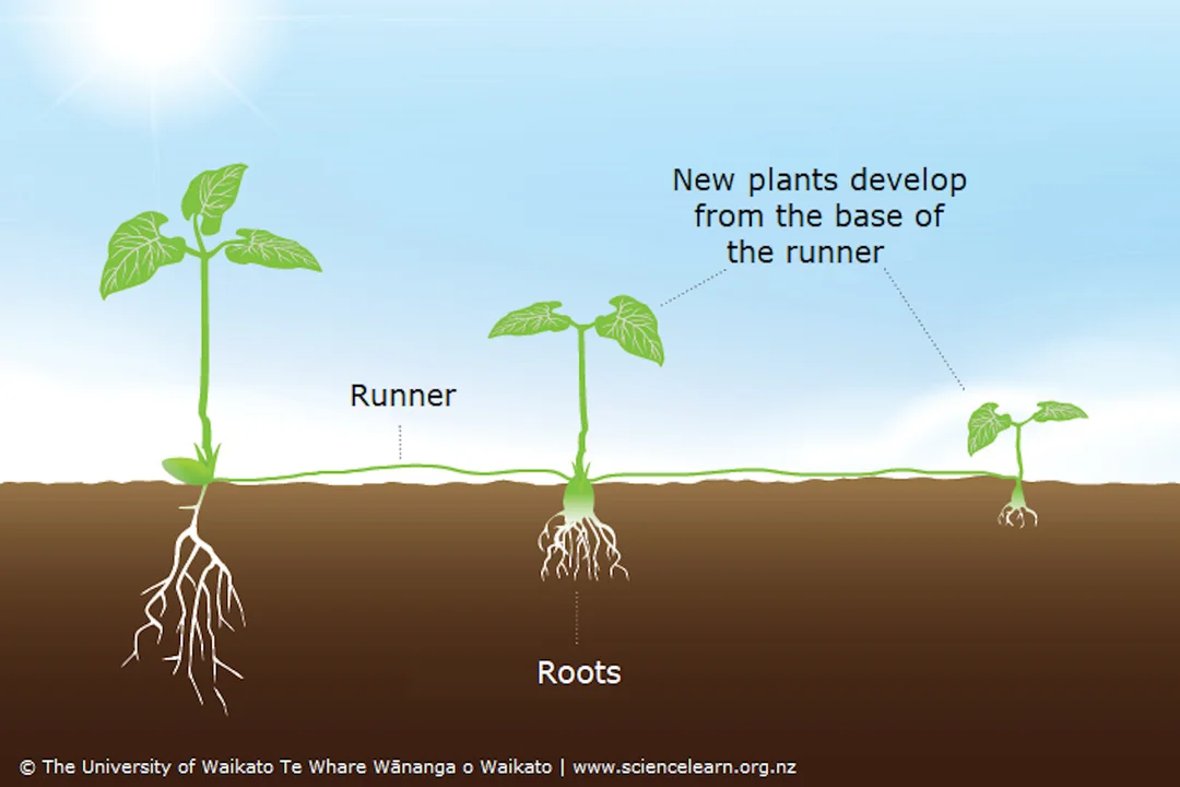 <p>horizontal stem above the ground with buds, bub will form root if it touches the ground and stems</p>